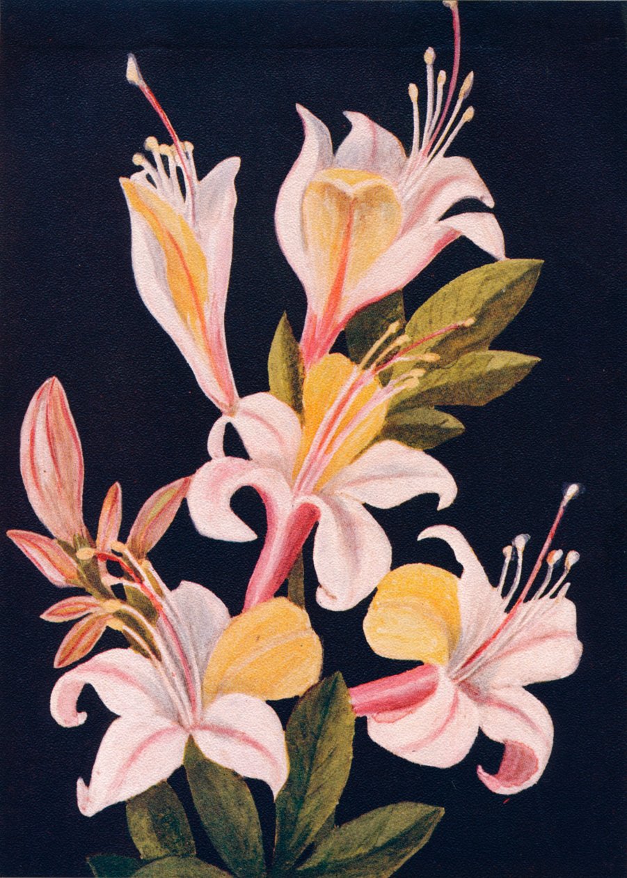 California Azalea, 1915, 1915 tekijältä Emma Graham Clock