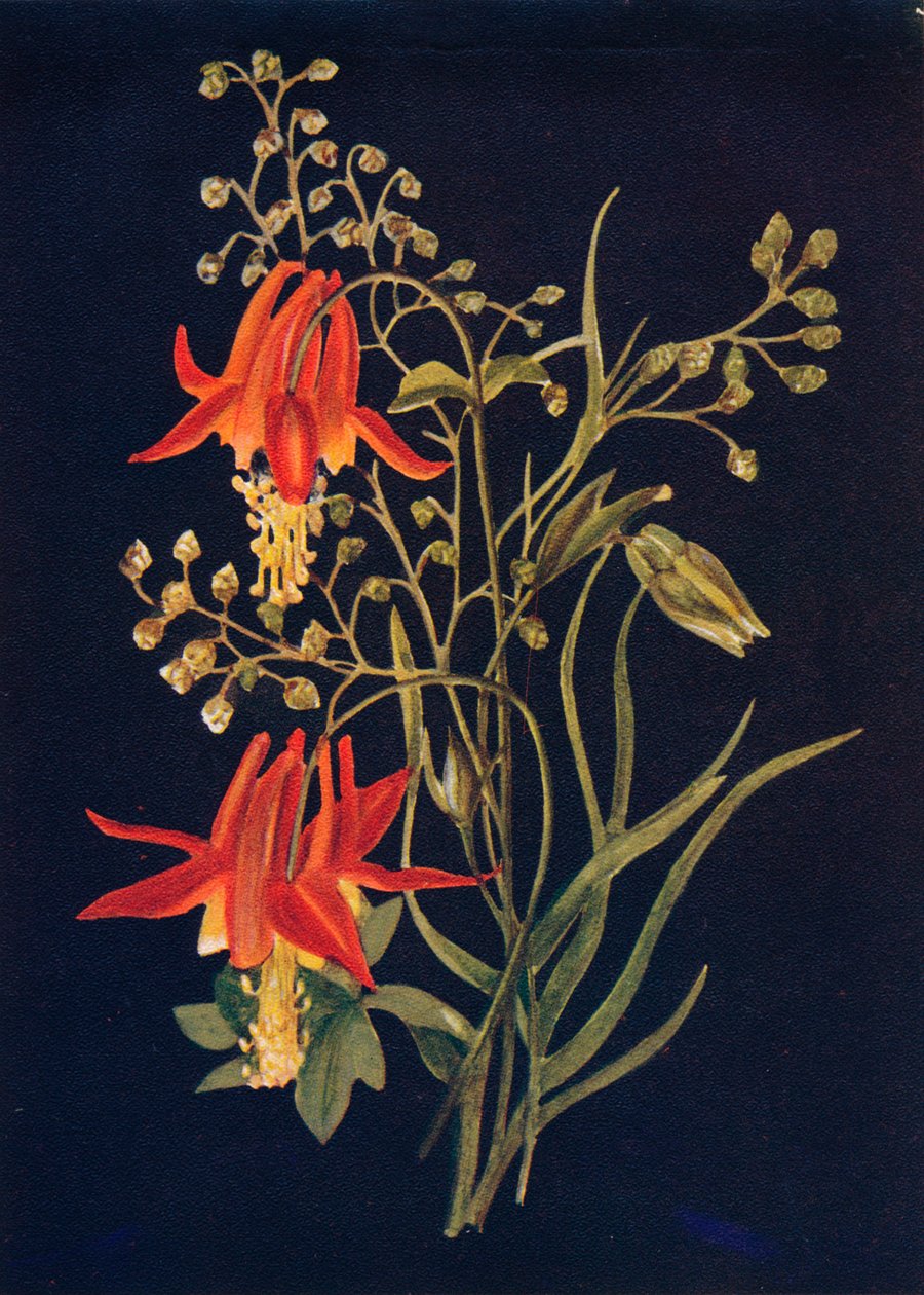 Columbine, 1915, 1915 tekijältä Emma Graham Clock