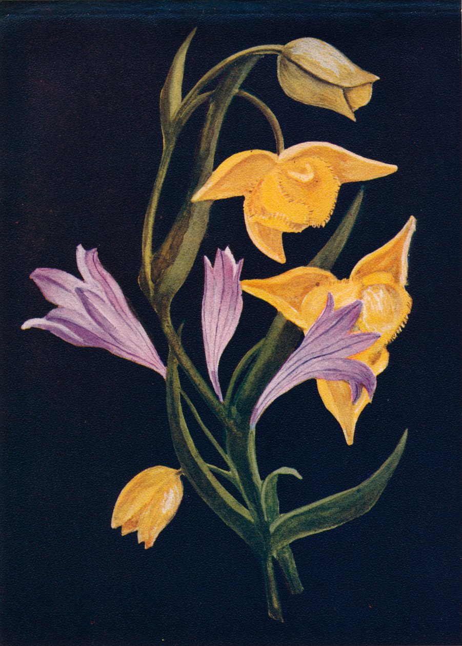 Diogenes Lantern & Harvest Brodiaea, c1915, 1915 tekijältä Emma Graham Clock