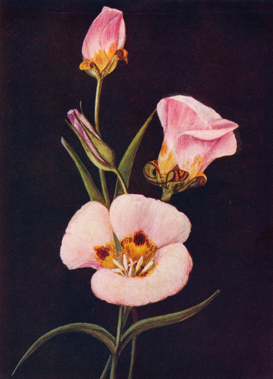 Mariposa Tulip, c1915, 1915 tekijältä Emma Graham Clock