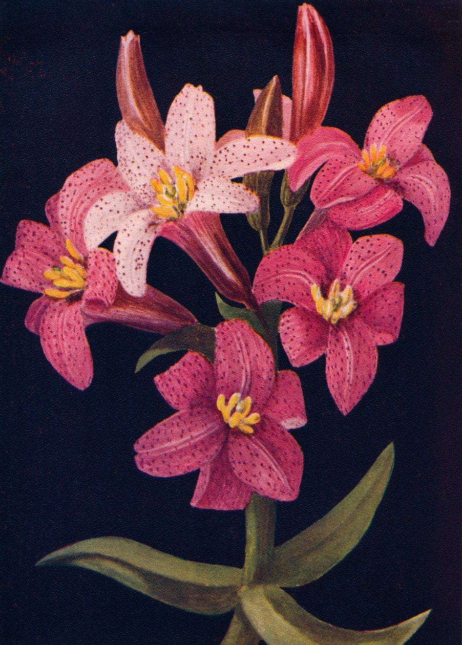 Ruby Lily, c1915, 1915 tekijältä Emma Graham Clock