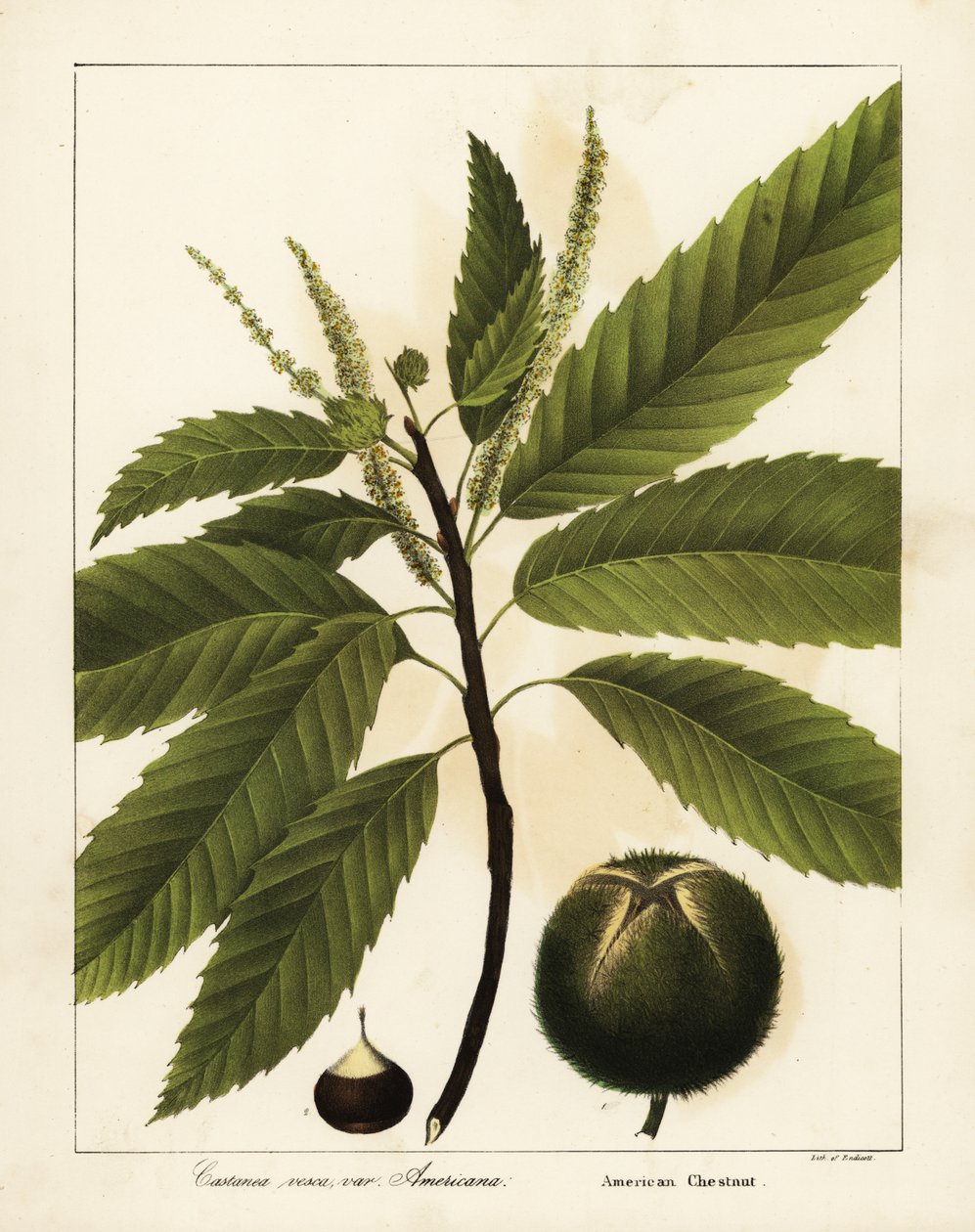 Amerikkalainen kastanja, Castanea dentata Castanea vesca var tekijältä Endicott Endicott