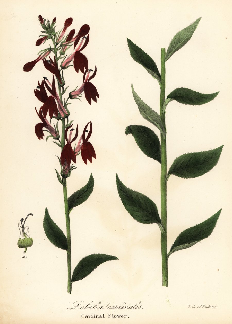 Kardinaalikukka, Lobelia cardinalis tekijältä Endicott Endicott