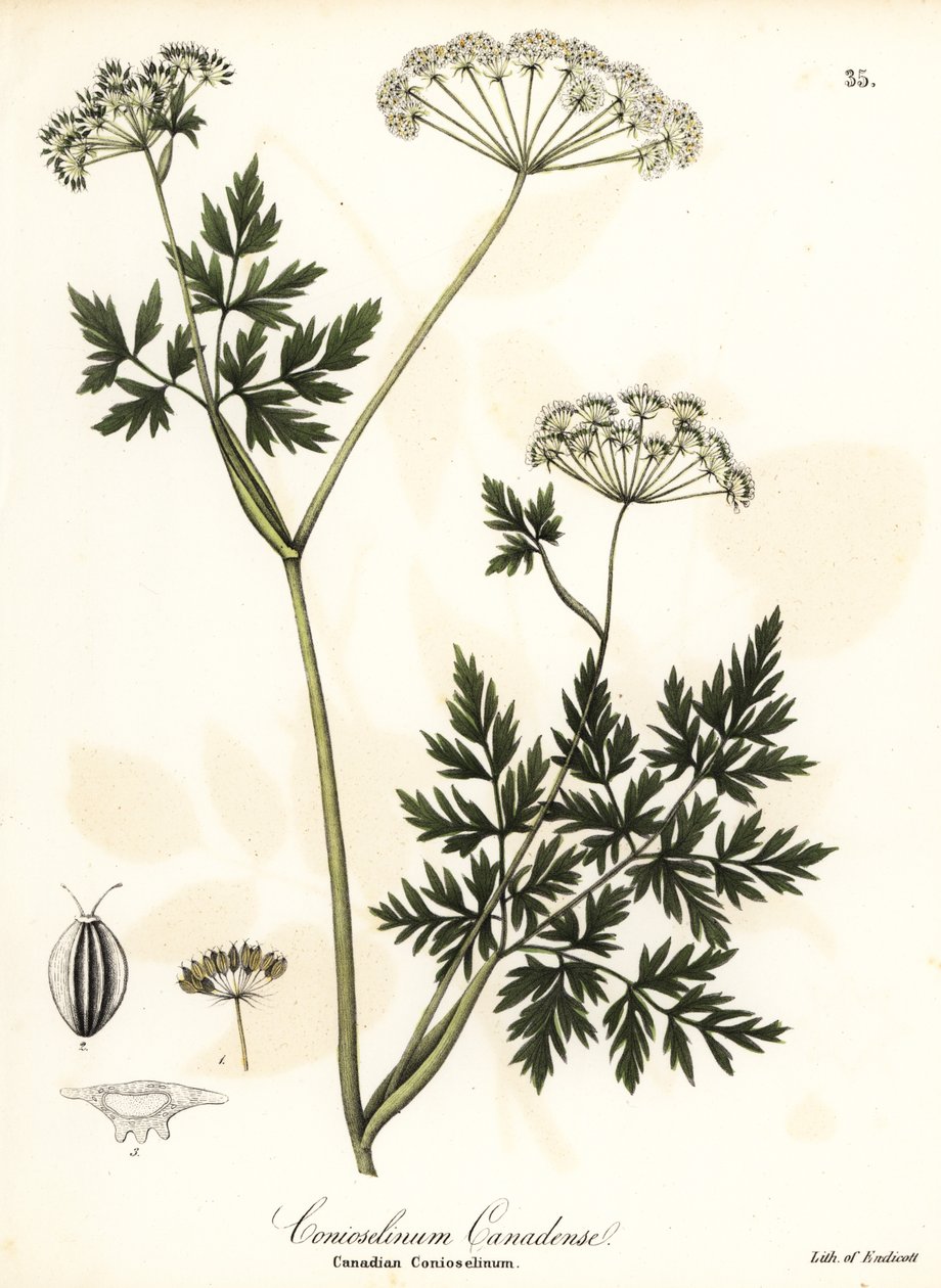 Hemlock-persilja tekijältä Endicott Endicott