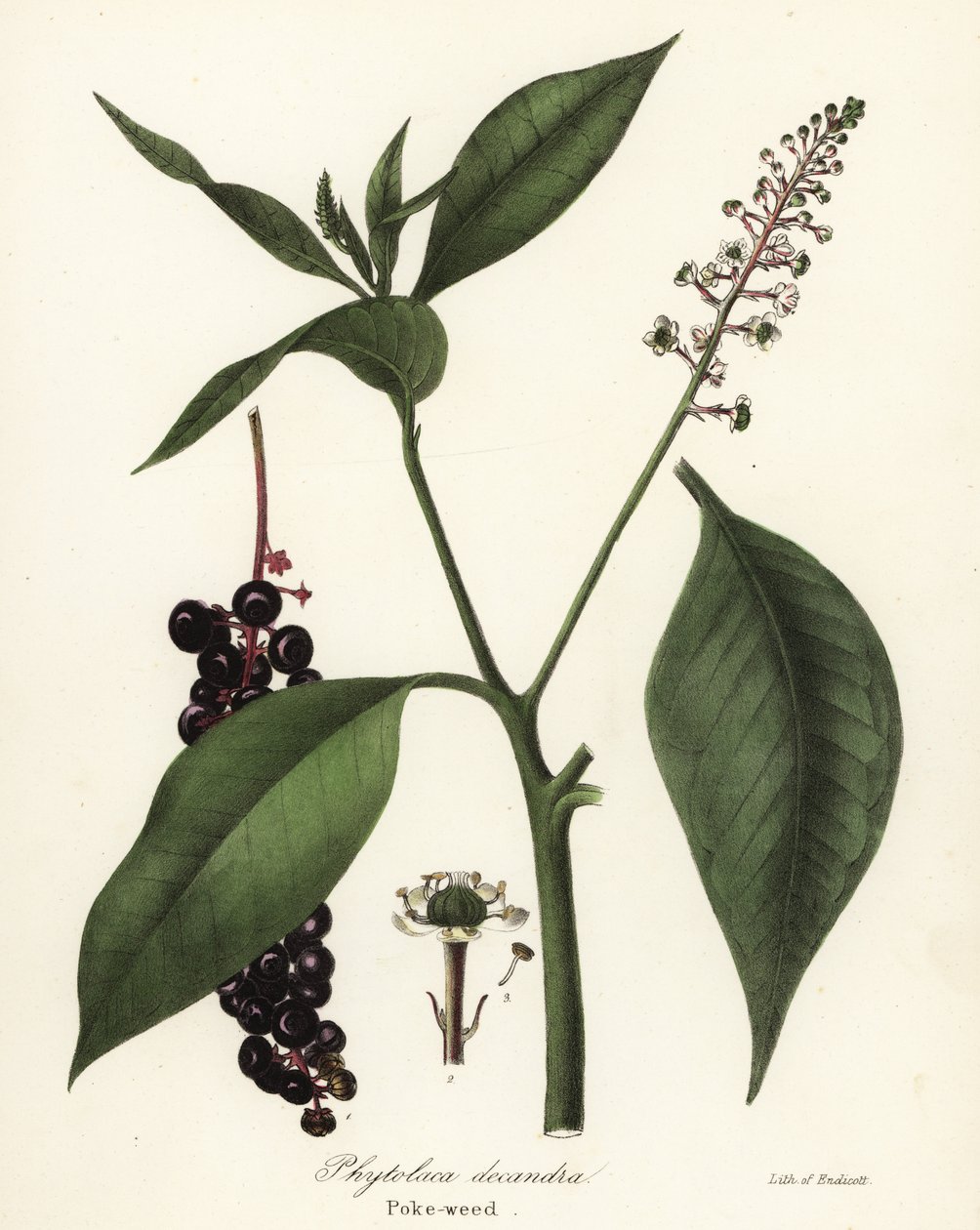 Pokeweed, Phytolacca americana (Phytolaca decandra) tekijältä Endicott Endicott