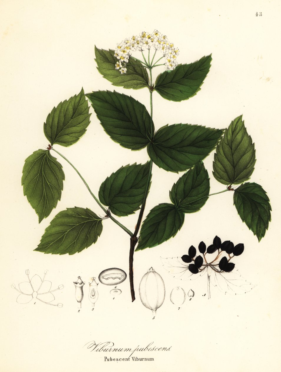 Karvainen viburnum, viburnum pubescens tekijältä Endicott Endicott