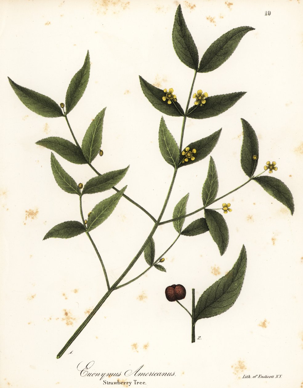 Mansikkapuu, Euonymus americanus tekijältä Endicott Endicott
