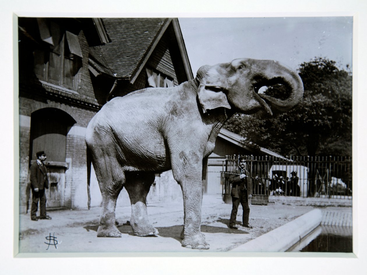 Jumbo the Elephant Lontoon eläintarhassa, 1870-luku tekijältä English Photographer