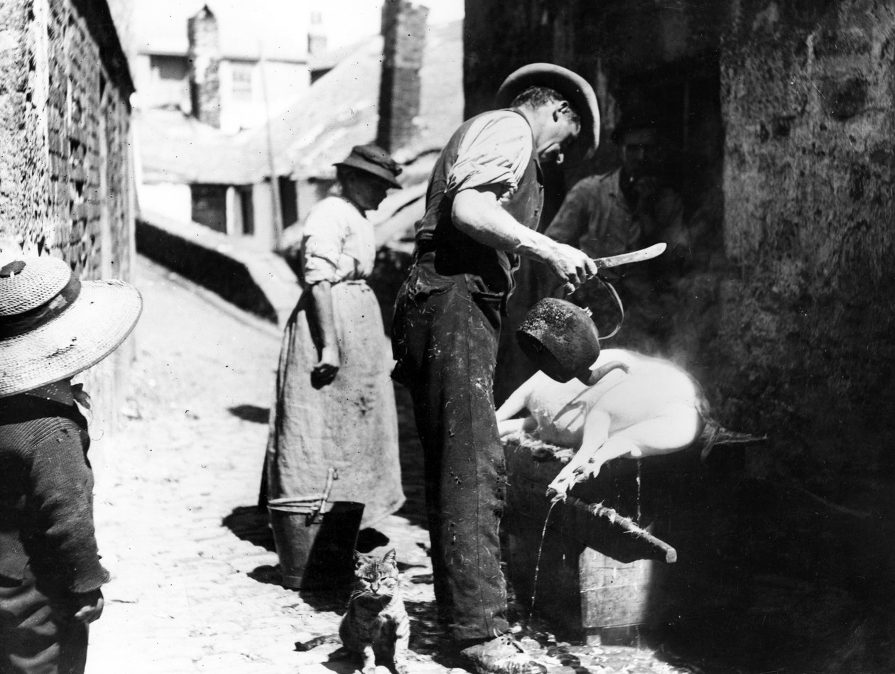 William Stevens Scalding the Pig lähellä Norway Lanea, St Ives, n. 1880-1899 tekijältä English Photographer