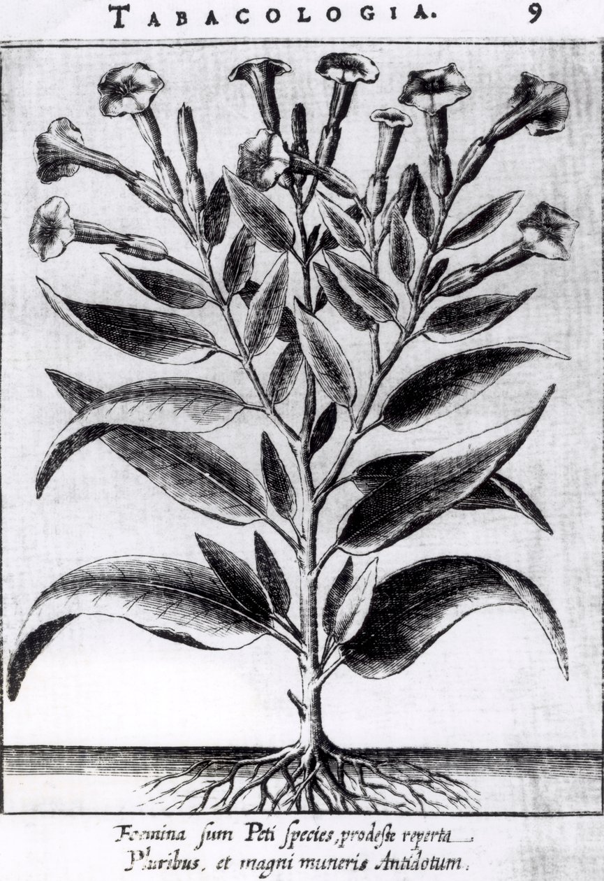 Tupakkatehdas, 1622 tekijältä English School