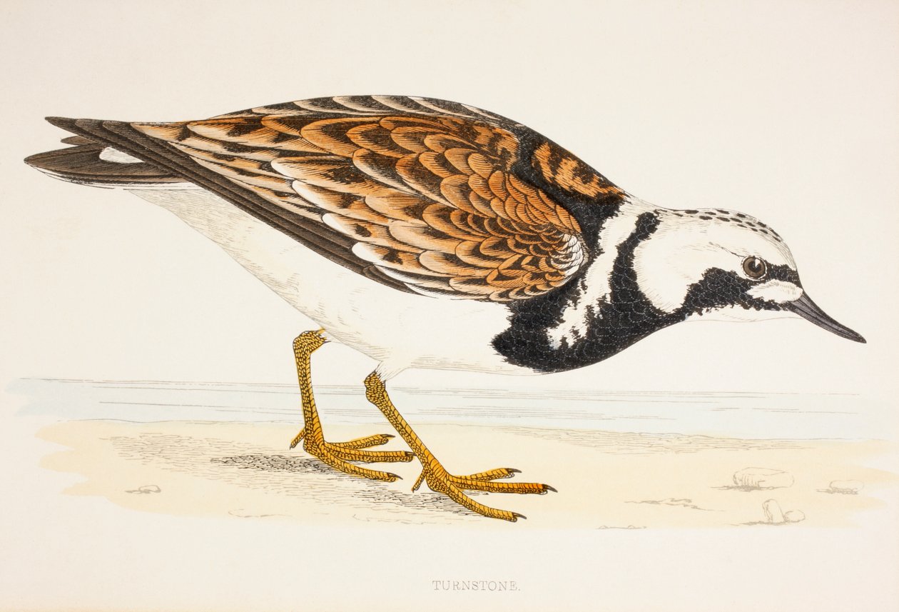 Turnstone, 1800-luvun printistä n. 1877 tekijältä English School