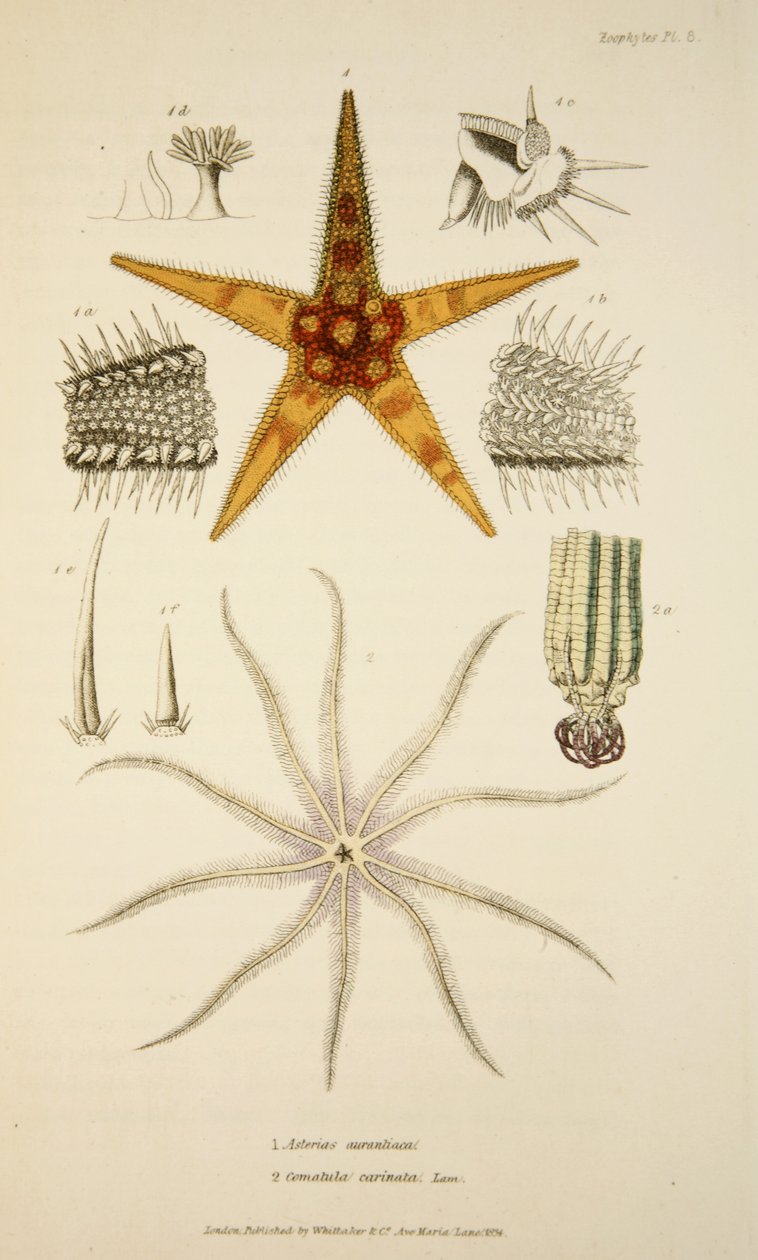 Asterias aurantiaca ja Comatula carinata, Mollusca ja Radiata, pub. 1833 (käsinvärinen kaiverrus) tekijältä English School