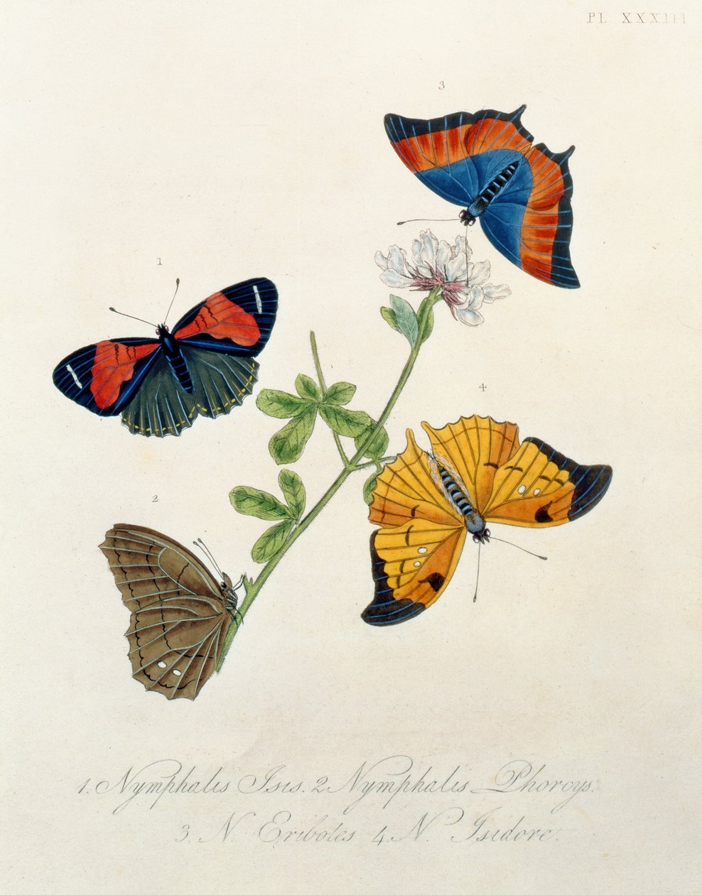 Perhosia, Edward Donovanin (1768-1837) teoksesta Insects of India tekijältä English School