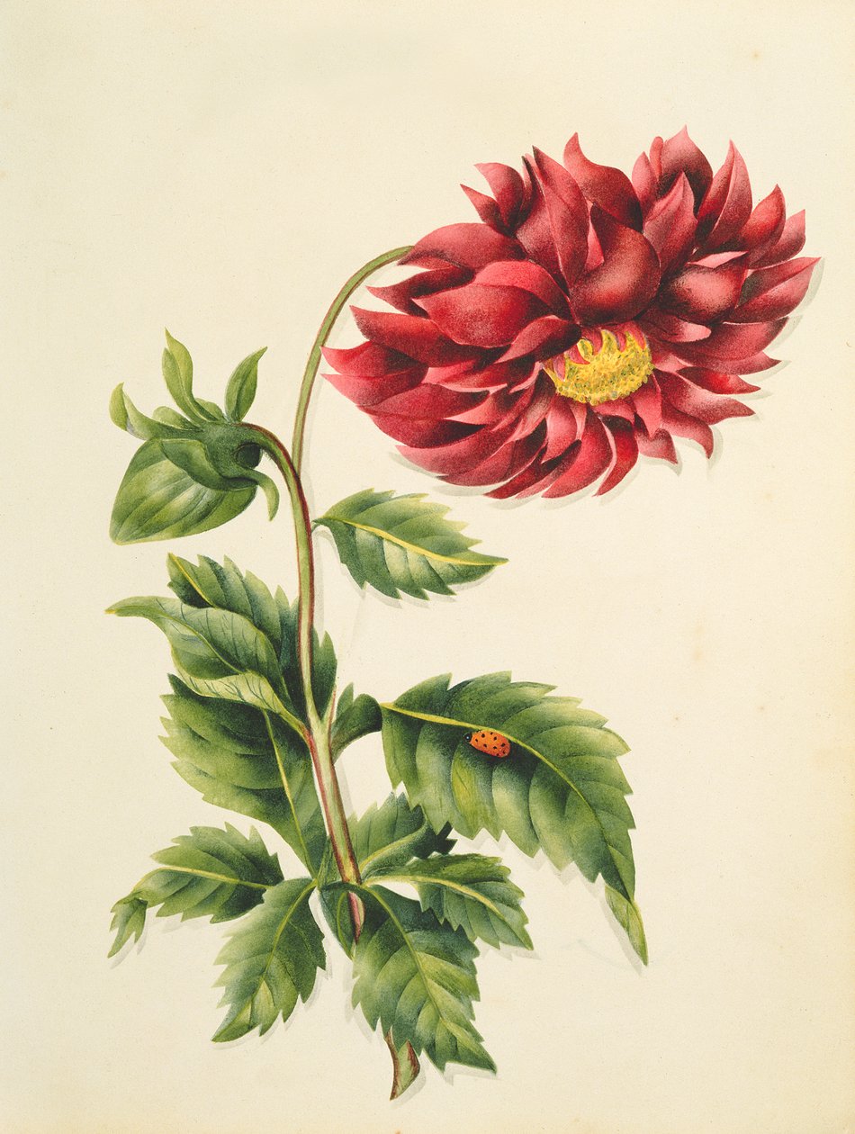 Chrysanthemum, Flowersista, englanninkielinen kasvitieteellinen käsikirjoitus, n. 1840 (wc) tekijältä English School