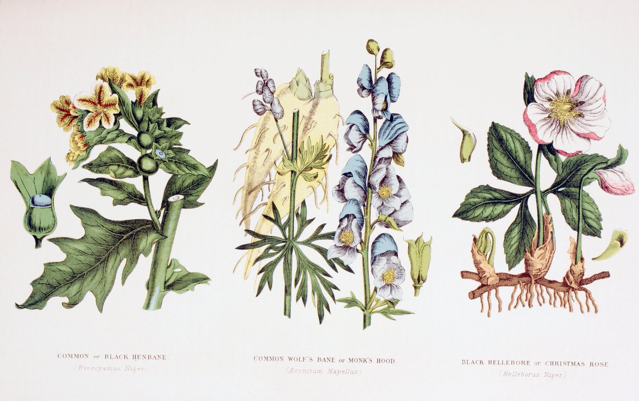 Common Poisonous Plants, n. 1890 tekijältä English School