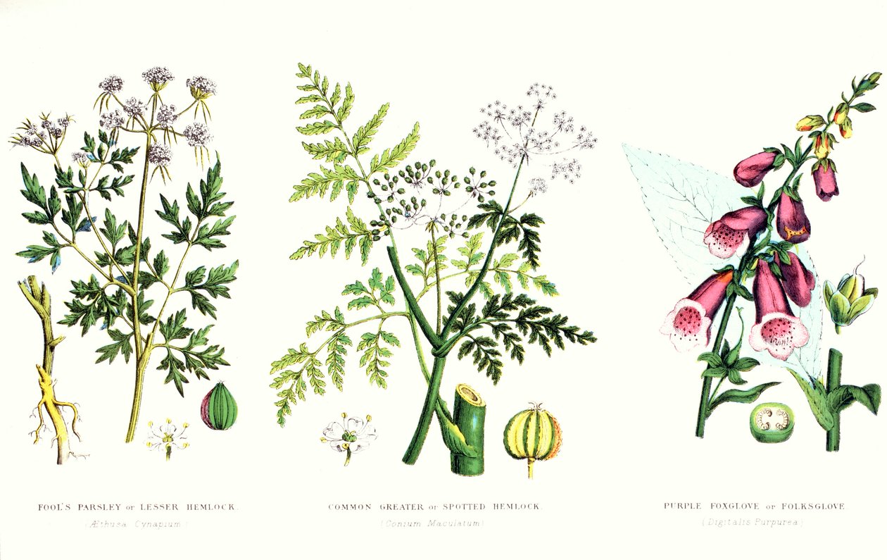 Common Poisonous Plants, n. 1890 tekijältä English School