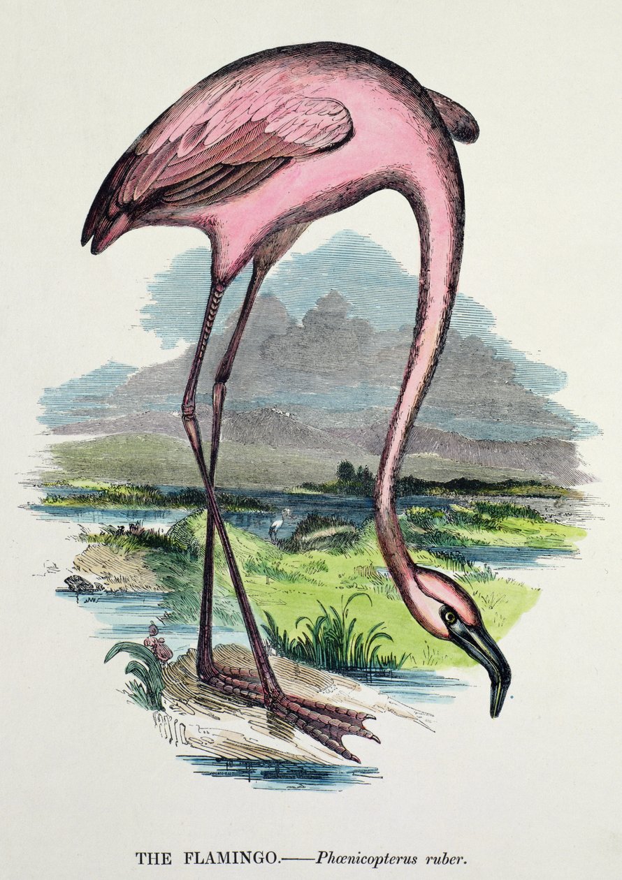 Flamingo (Phoenicopterus Ruber) tekijältä English School