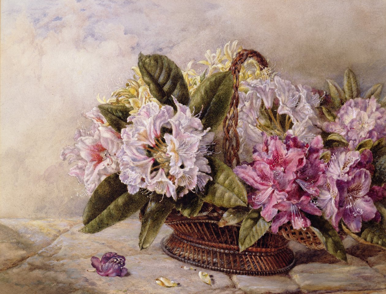 Rhododendronit tekijältä English School