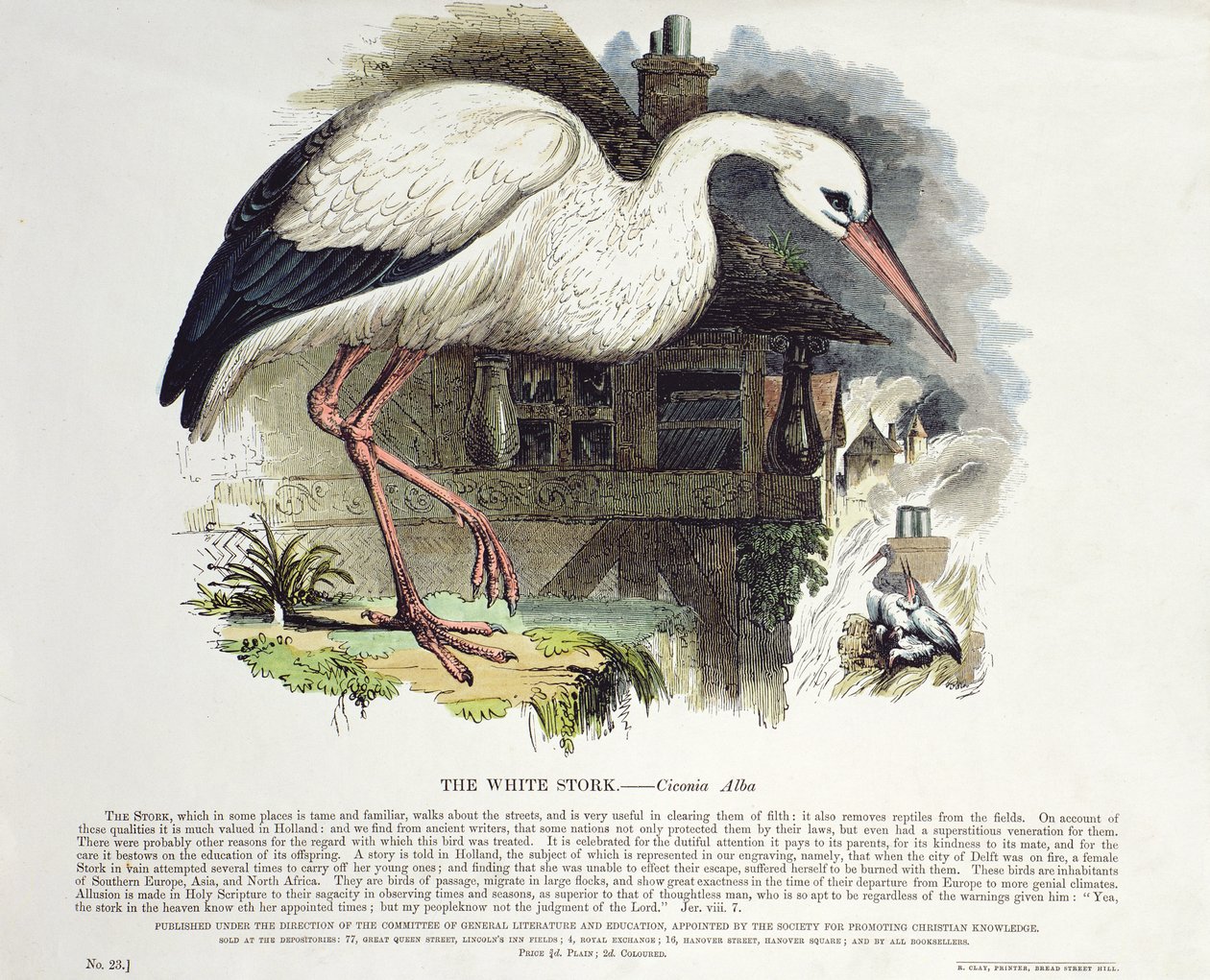 Valkohaikara (Ciconia Alba) tekijältä English School