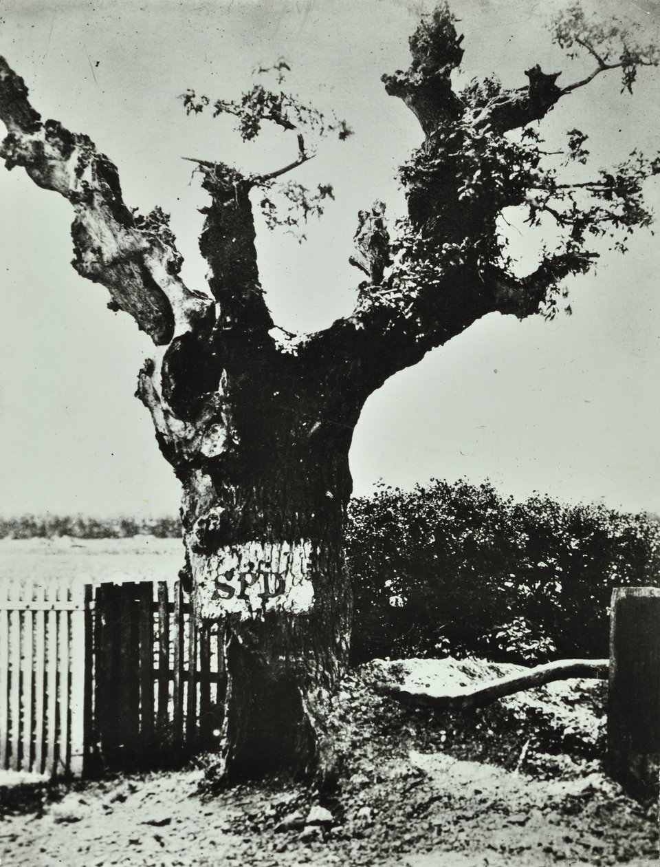 Brockley Lane: Old Oak, Lontoo, 1890 tekijältä English Photographer