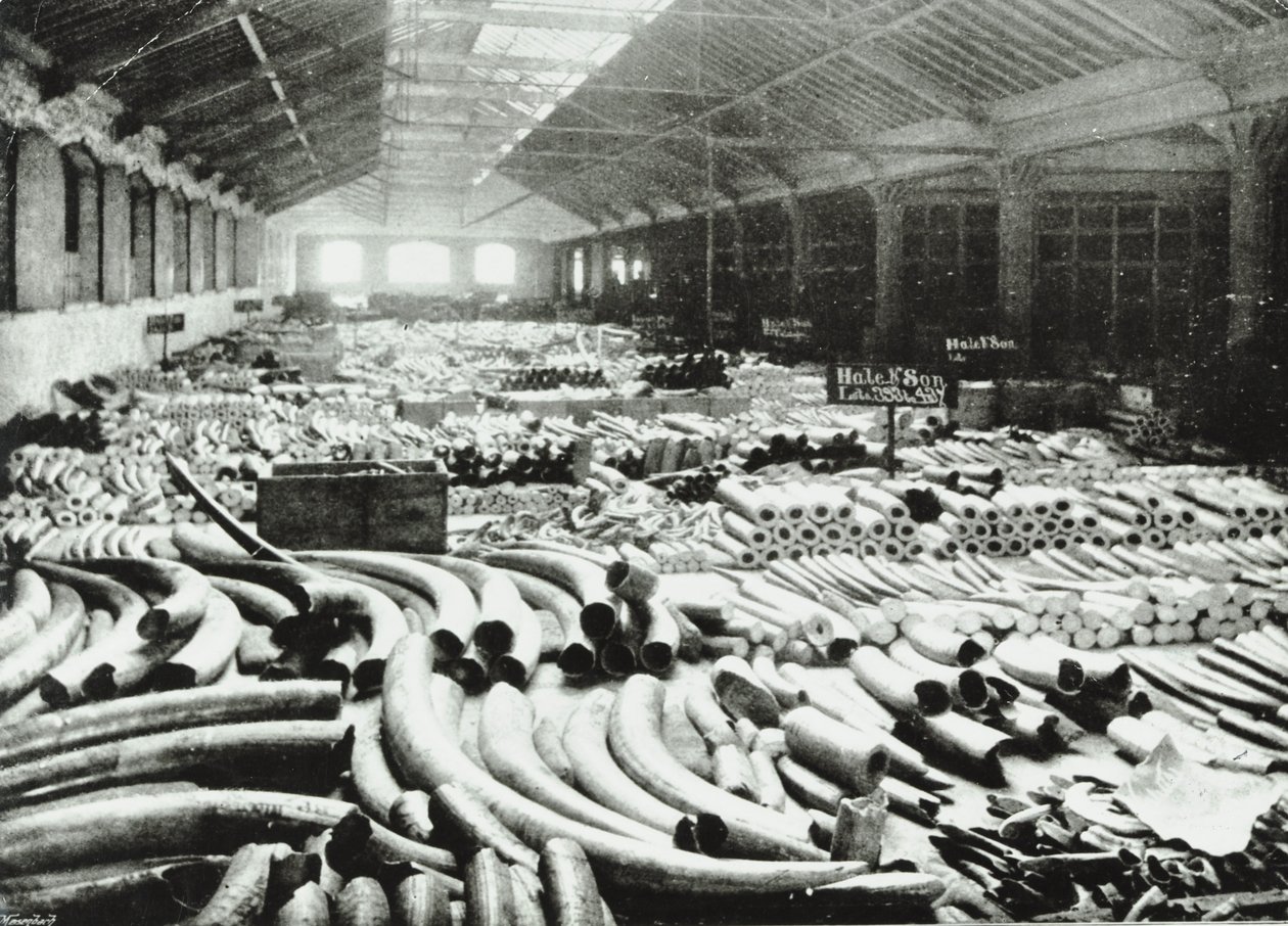 London Docks: norsunluun varasto, 1895 tekijältä English Photographer