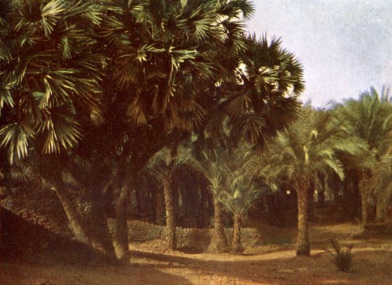 Palm Grove lähellä Karnakia Egyptissä tekijältä English Photographer