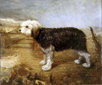 A Sheepdog, Fields Beyond tekijältä English School