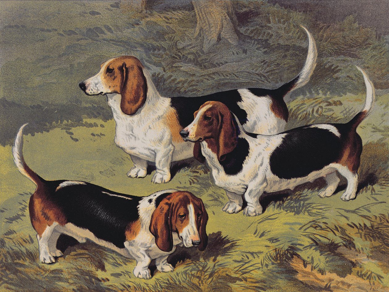 Basset Hounds, 1890 tekijältä English School