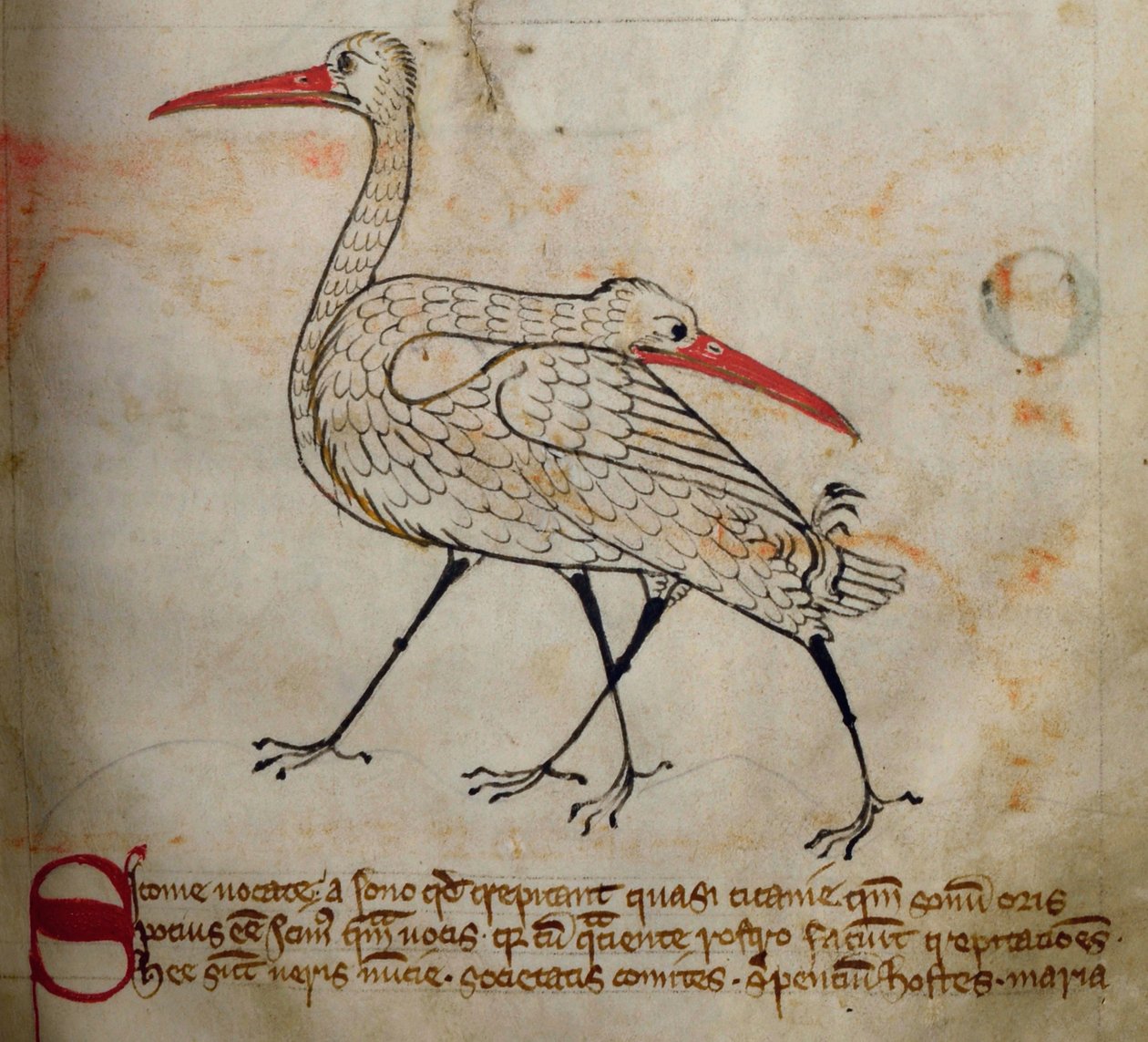 CCA-LitMs/D/10 fol. 15r Stork, Bestiarysta tekijältä English School
