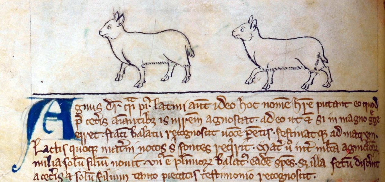 CCA-LitMs/D/10 fol. 8v Lambs, Bestiarysta tekijältä English School