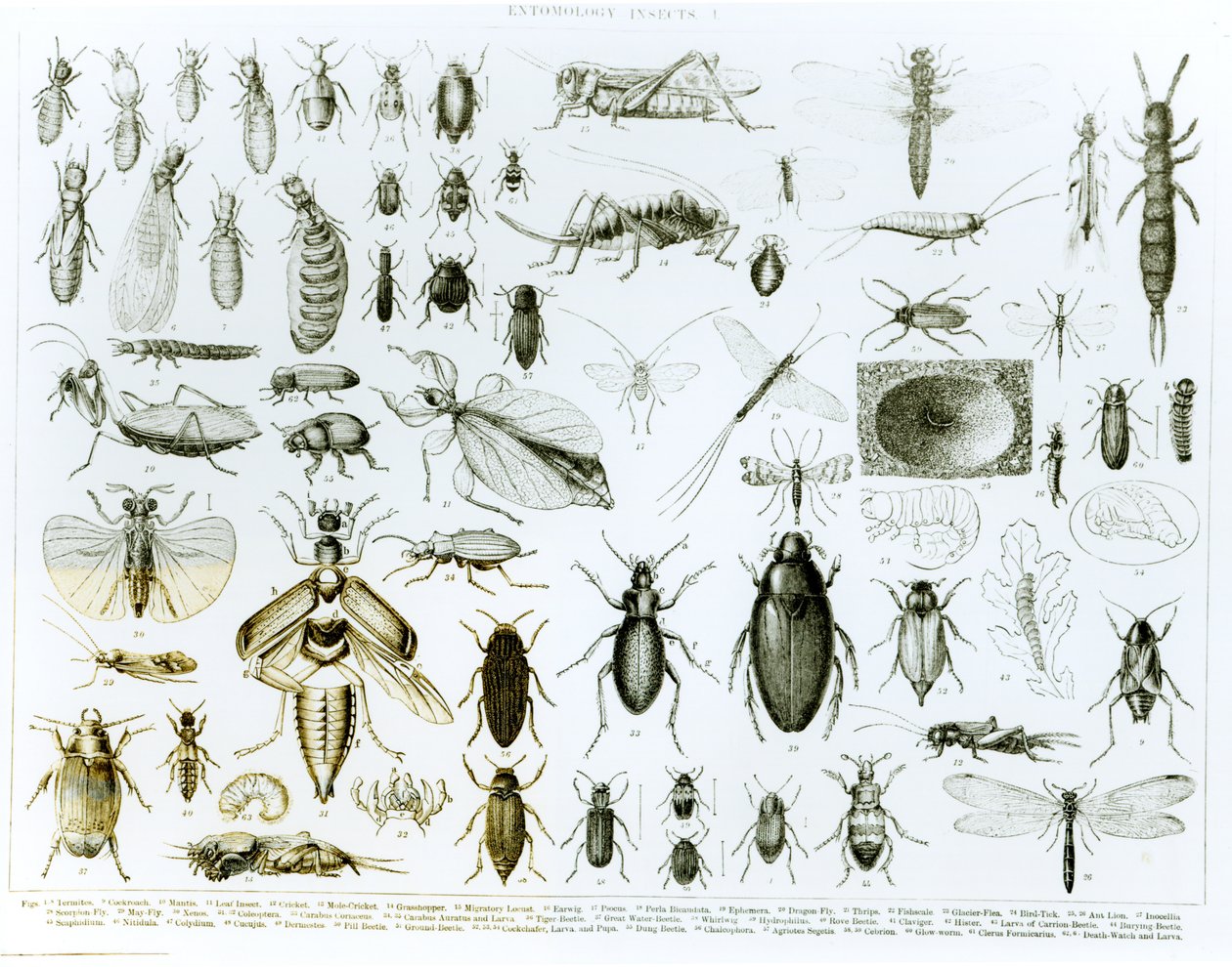 Entomologia hyönteiset (litho) (bw kuva) tekijältä English School
