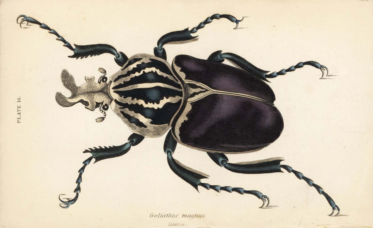 Goljatkuoriainen, Goliathus goliatus (Goliathus magnus) tekijältä English School