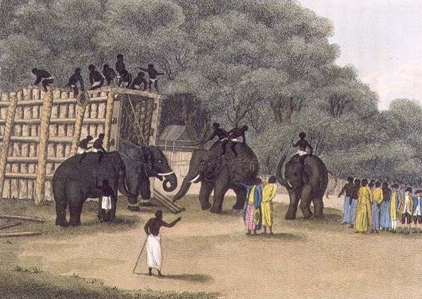 Hindoo Elephant Trap, pubi. Kirjailija: Edward Orme tekijältä English School