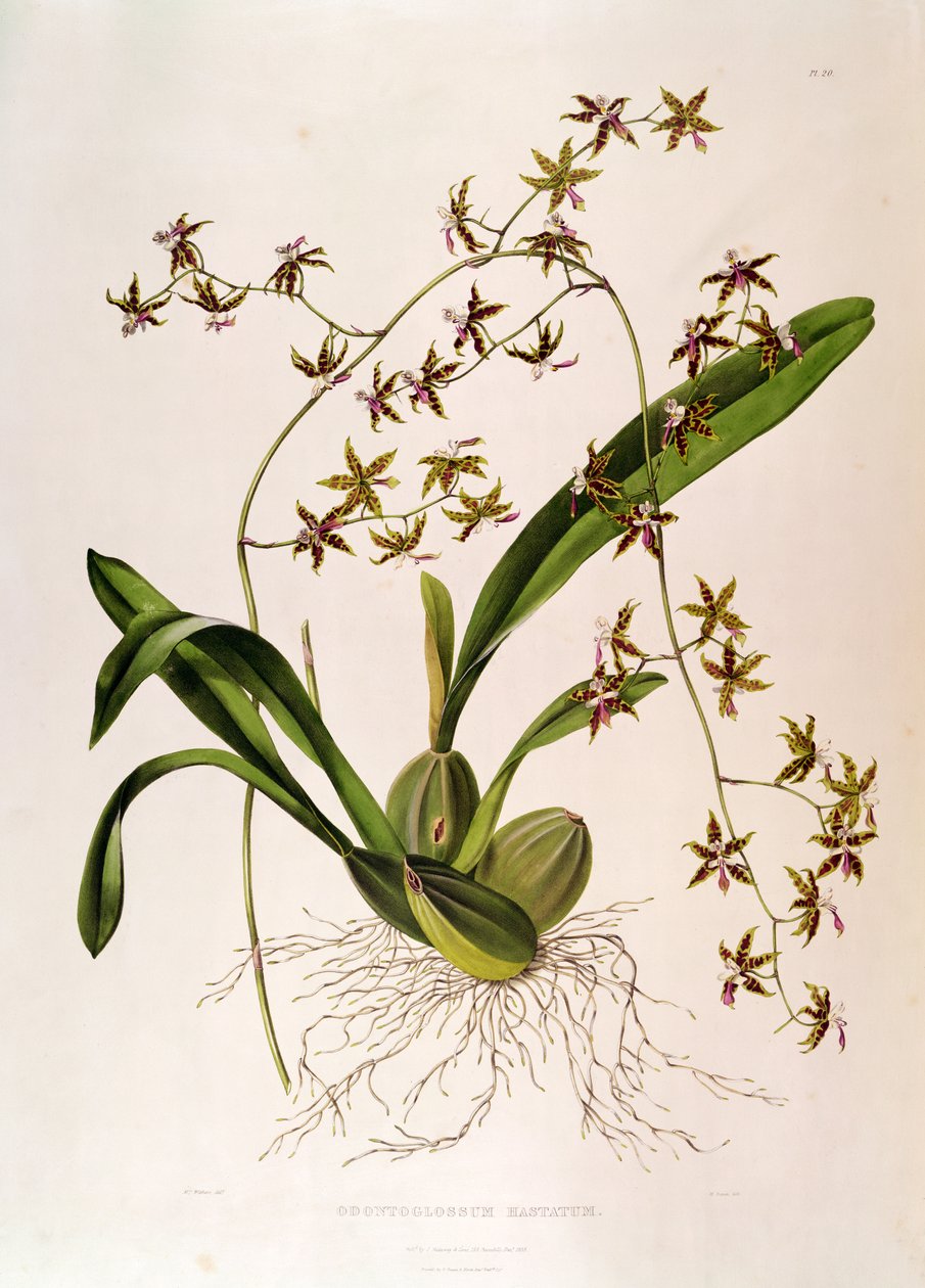 Odontoglossum Hastatum (käsinvärinen kaiverrus) tekijältä English School