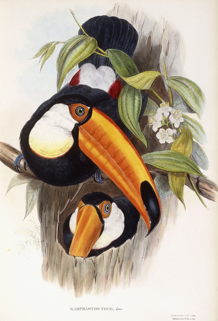 Ramphastos Toco tekijältä English School