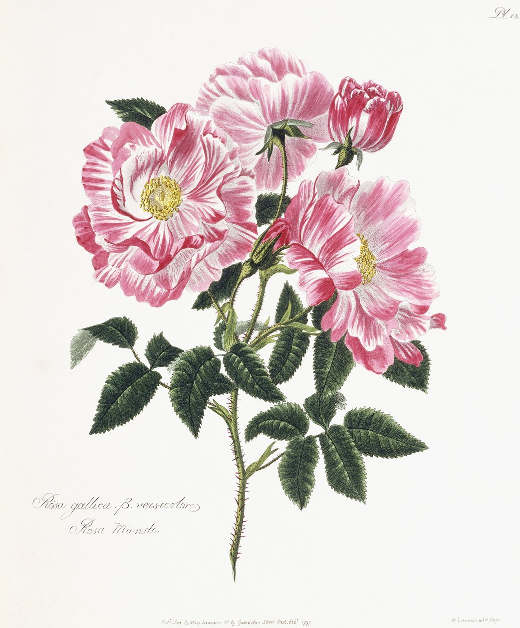 Gallialainen ruusu, 1796-1799 tekijältä English School