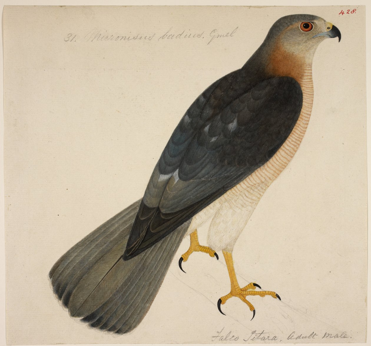 Shikra tai "Badius Hawk" tekijältä English School