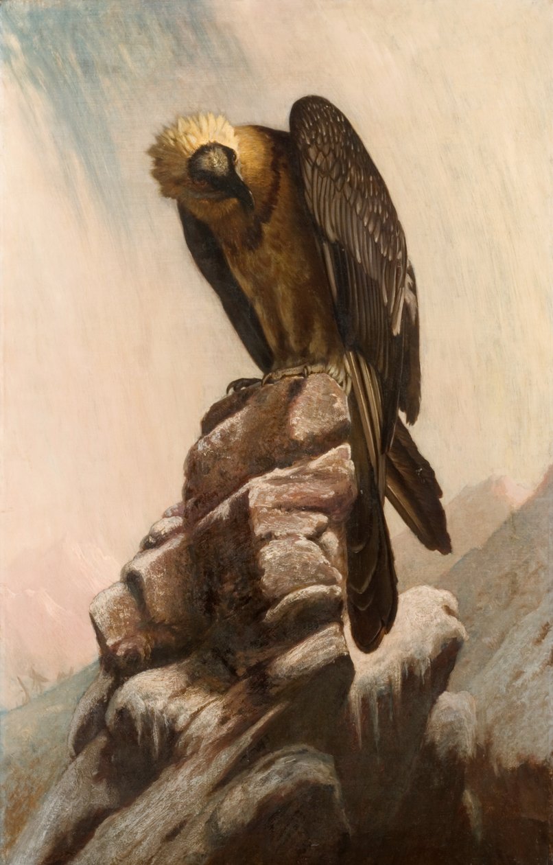 Eagle on Cliff tekijältä English School English School