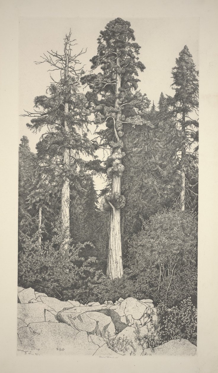 Baby Sequoia tekijältä Ernest Haskell