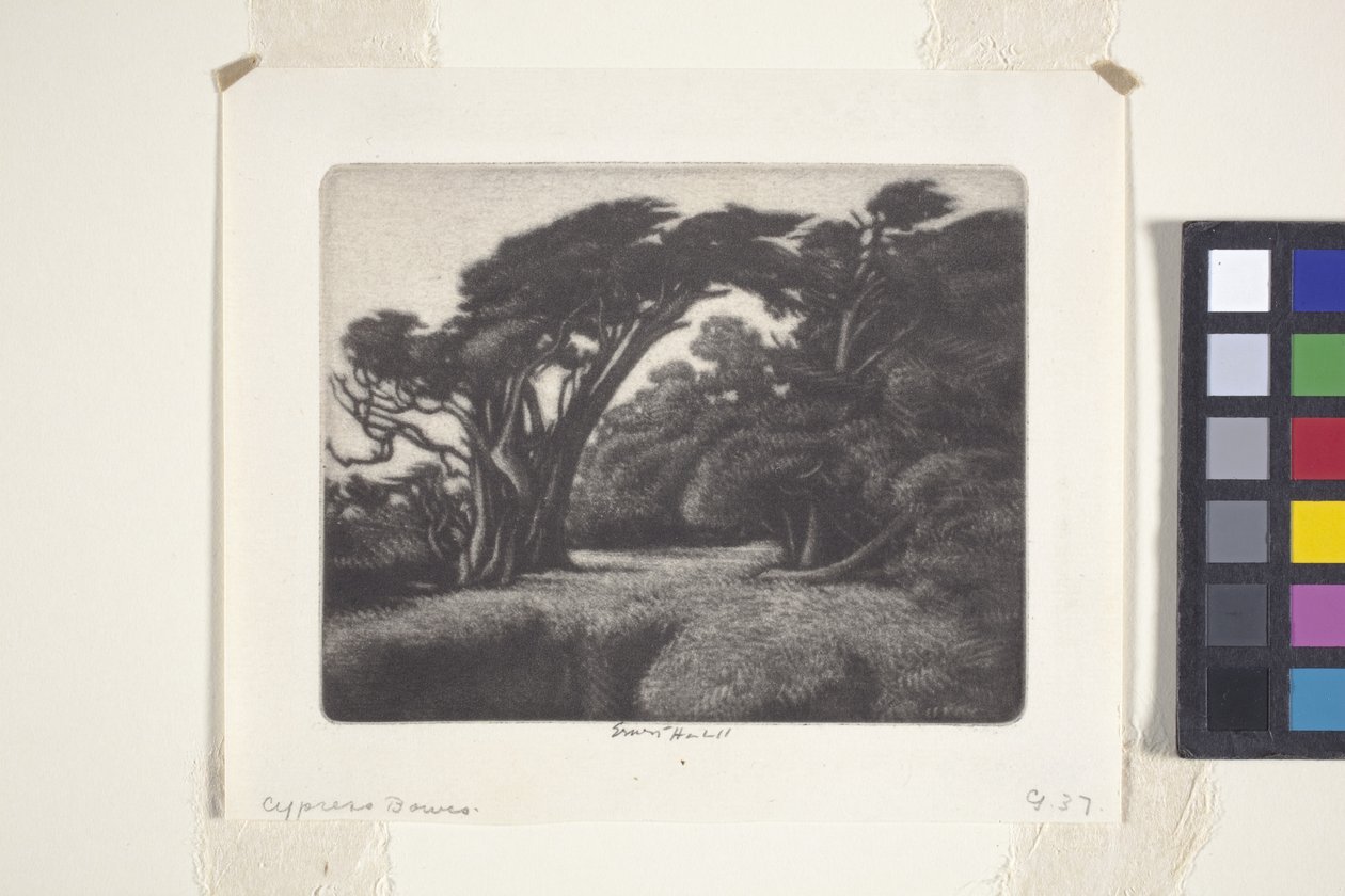 Cypress Bower (mezzotint) tekijältä Ernest Haskell