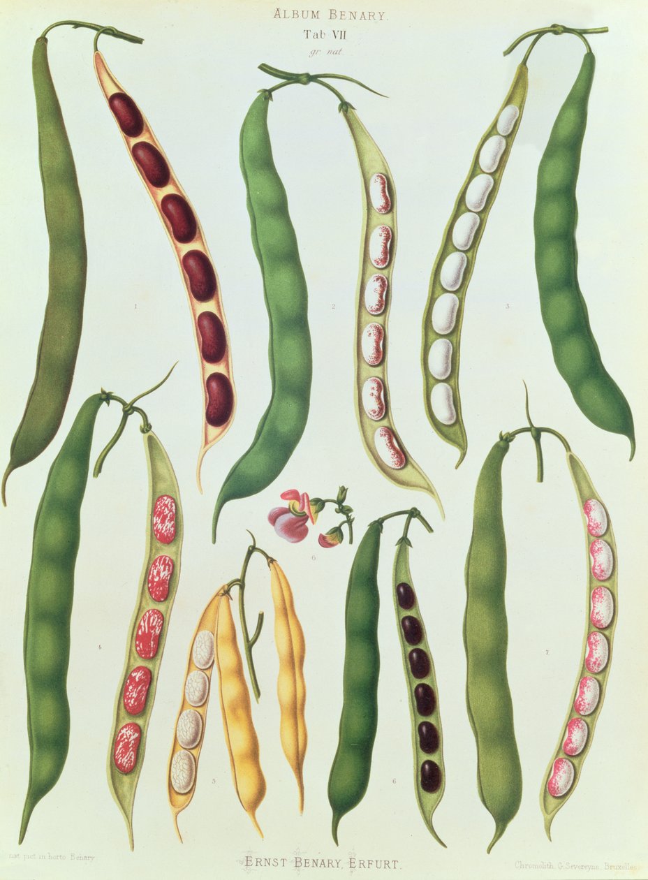 Beans, Tab VII albumista Benary, kaiverrus G. Severeyns, 1876 (chromolitho) tekijältä Ernst Benary