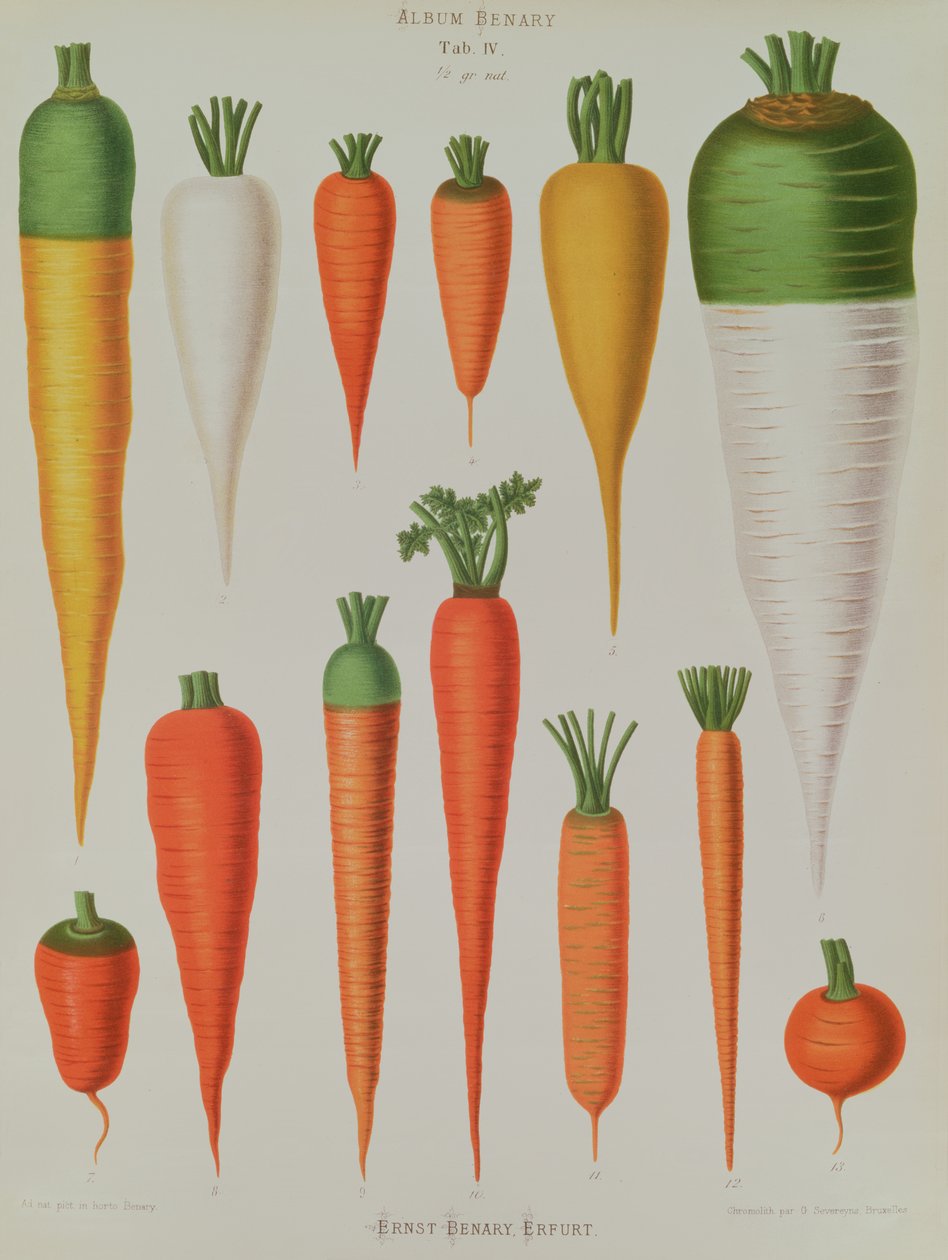 Porkkanat, taulukko IV Benary-albumista, kaivertanut G. Severeyns, 1876 (chromolitho) tekijältä Ernst Benary