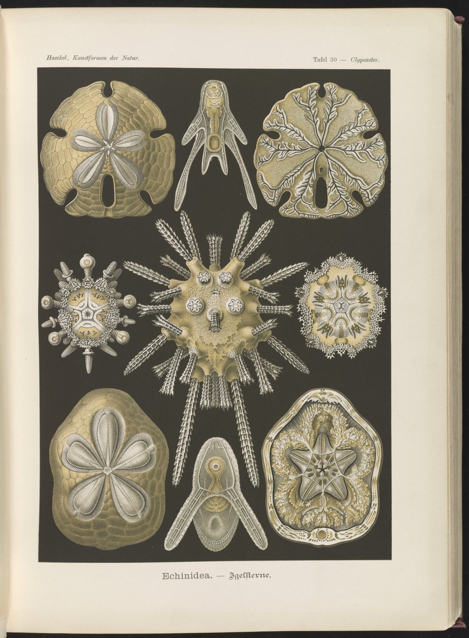 Echinidea: merisiilit ja meridollarit tekijältä Ernst Haeckel