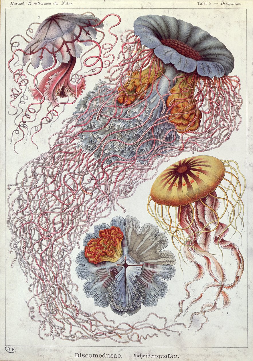 Meduusat, "Art Forms of Nature" tekijältä Ernst Haeckel