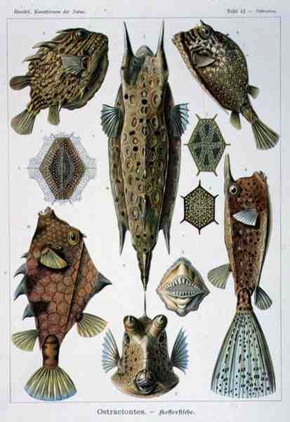 Ostraciontes, Artforms of Nature -levy tekijältä Ernst Haeckel