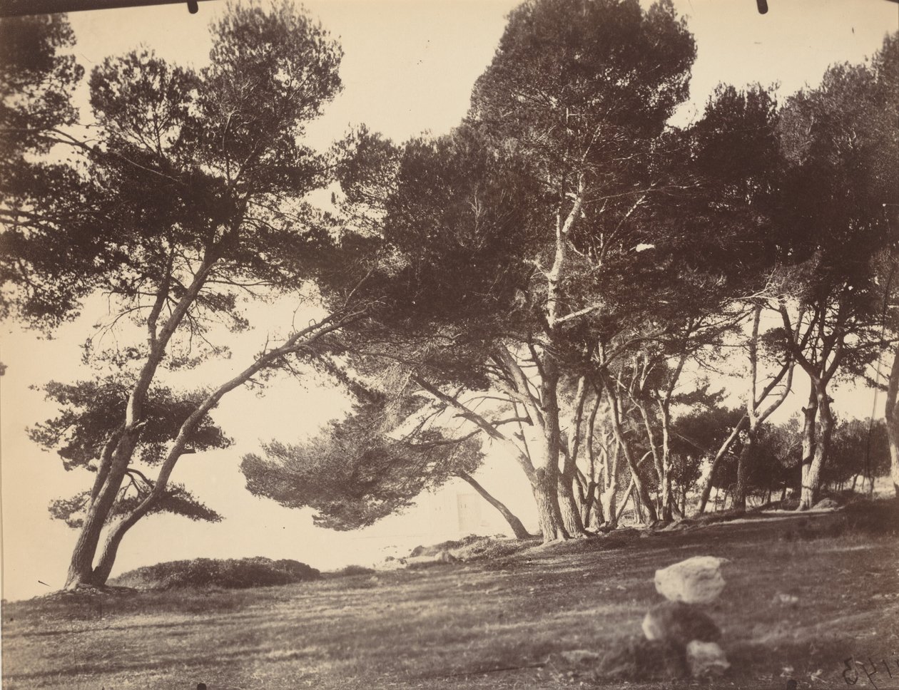 Cannes, Ile Saint Honorat, n. 1899-1927 (kuva) (kuva) tekijältä Eugène Atget