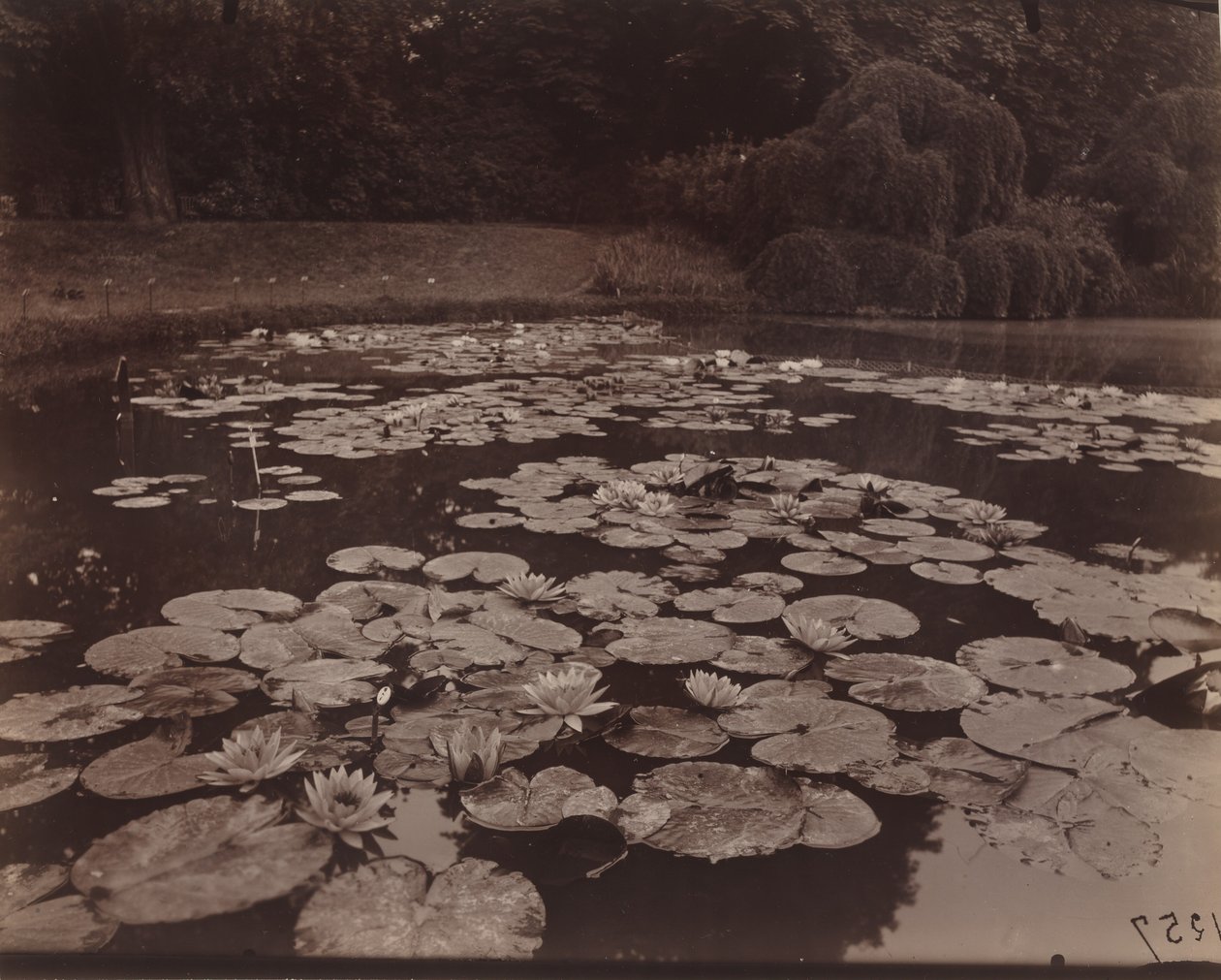 Nympheas (Bagatelle),1925 (kuva) tekijältä Eugène Atget