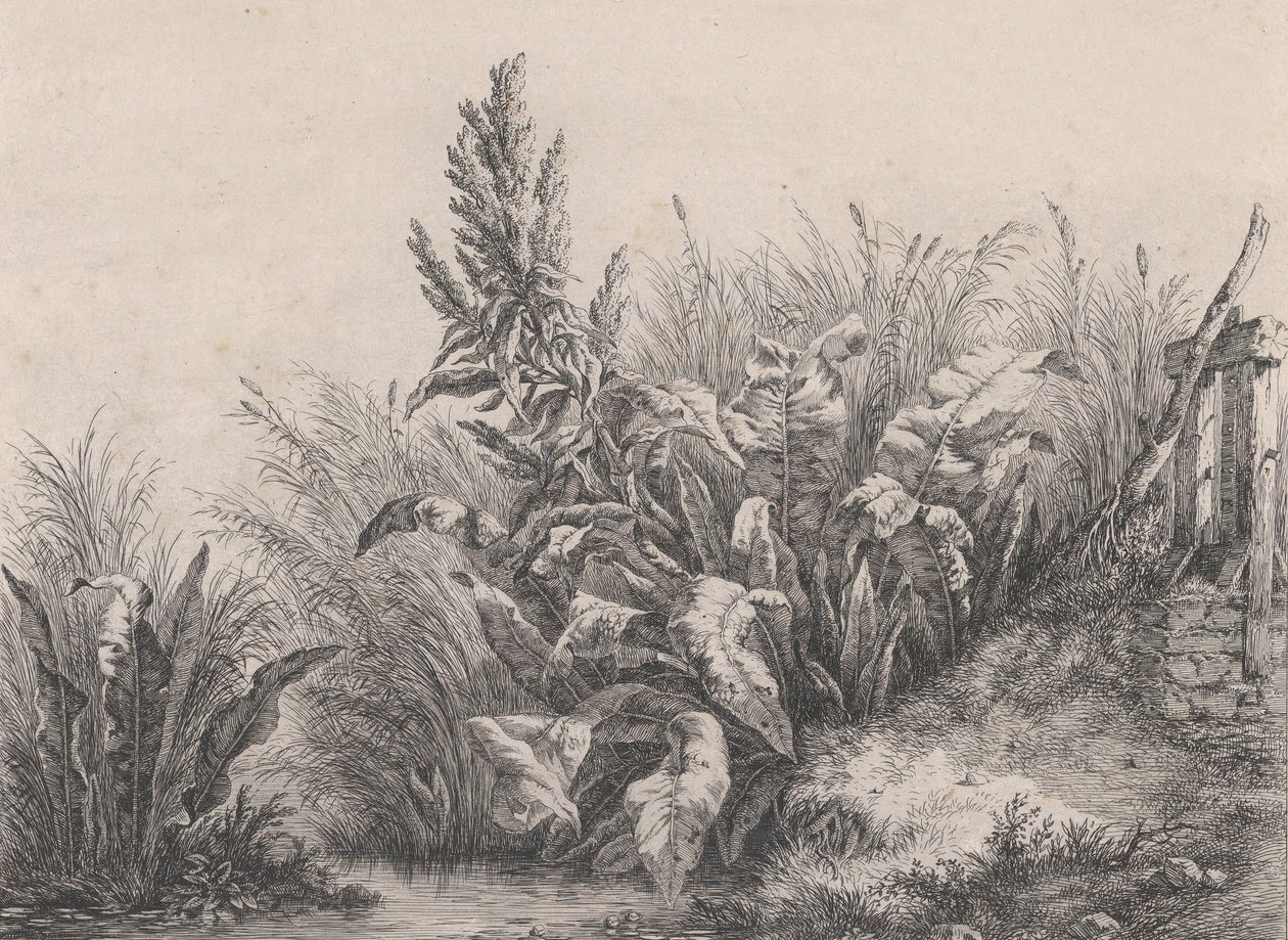 Great Water Dock Plant, 1840. tekijältä Eugene Bléry