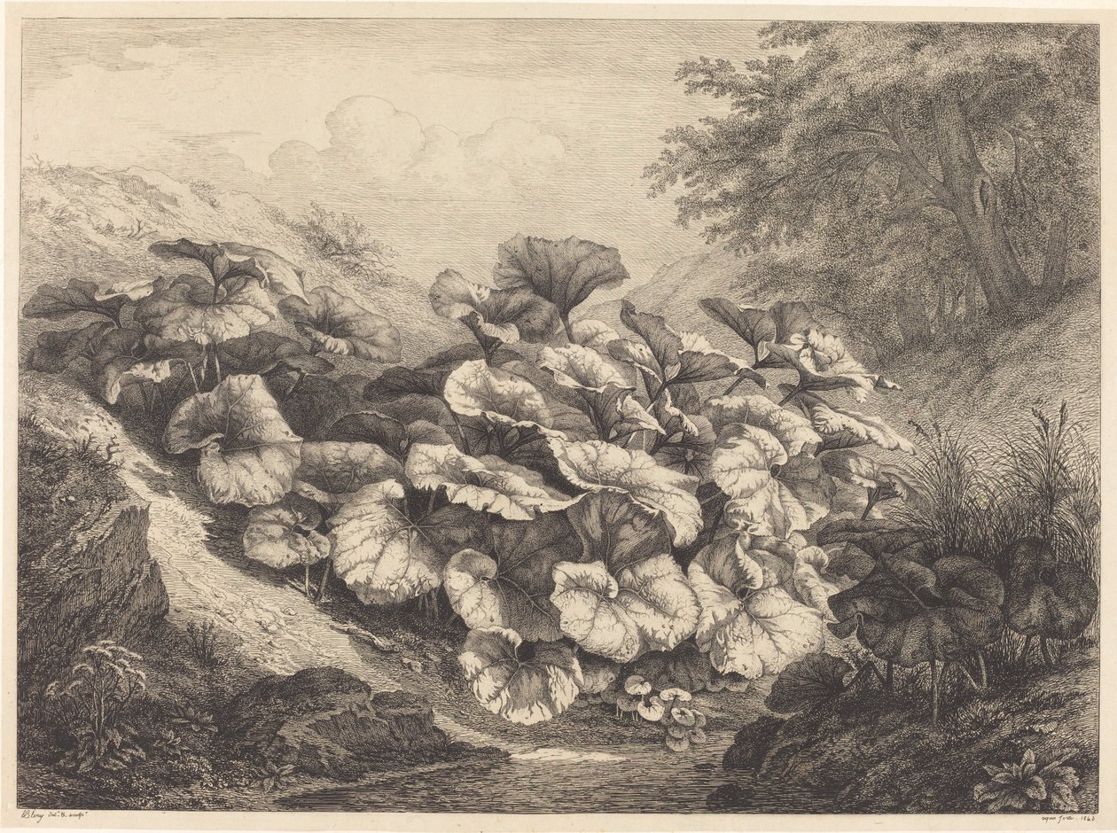 Suuri varsajalka, 1843. tekijältä Eugene Bléry