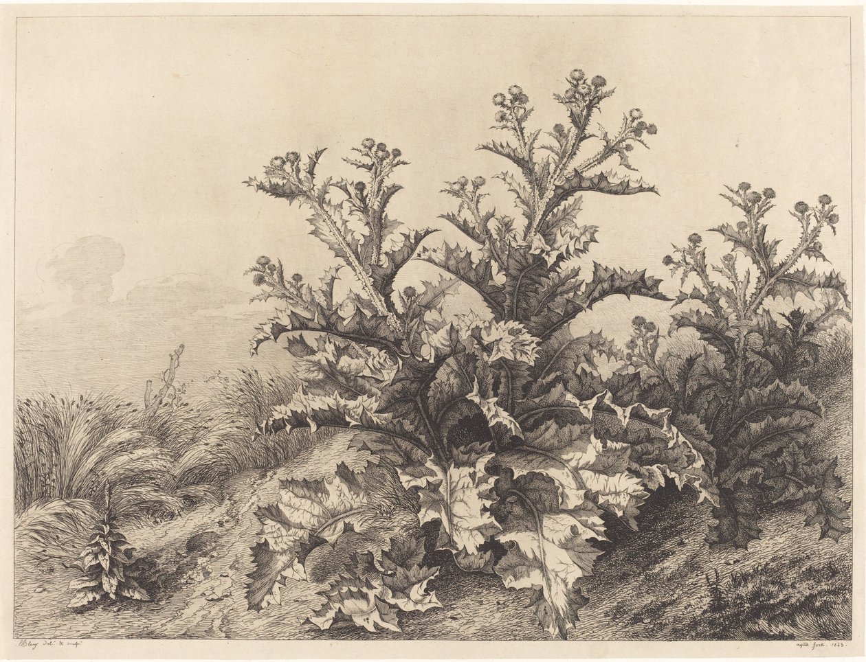 Iso ohdake, 1843. tekijältä Eugene Bléry